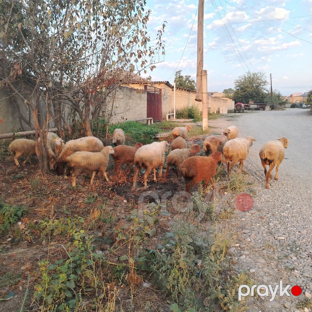 Qoyunlar — Kənd təsərrüfatı heyvanları, Quba (2)