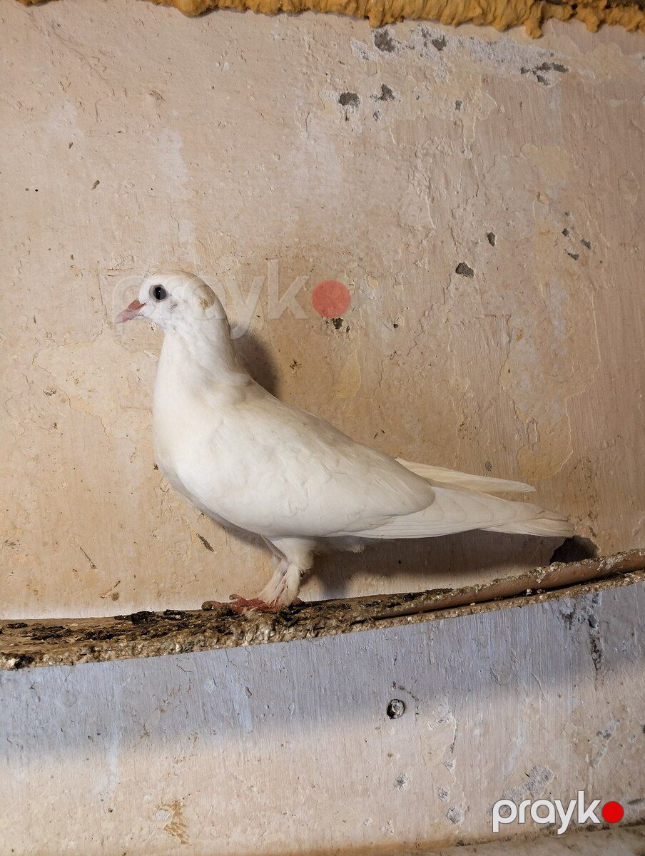 Göyərçinlər — Quşlar, Bakı (7)