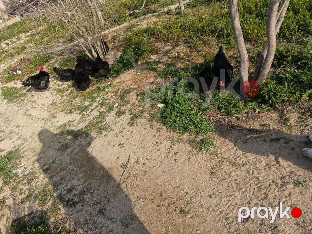 Avstralorp toyuq yumurtası — Quşlar, Bakı (6)