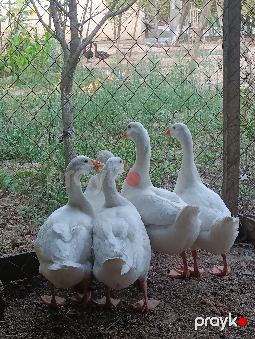 Dişi, Damazlıq, Pulsuz çatdırılma, Ödənişli çatdırılma — Digərləri, Digah (2)