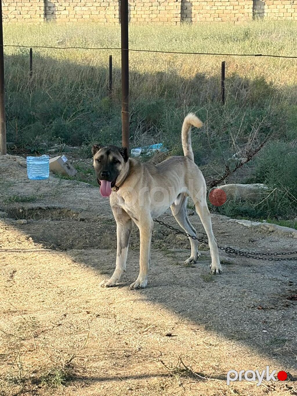 Kanqal, 1 il, Erkək, Peyvəndli, Rayonlara çatdırılma — Köpəklər, Mehdiabad (2)