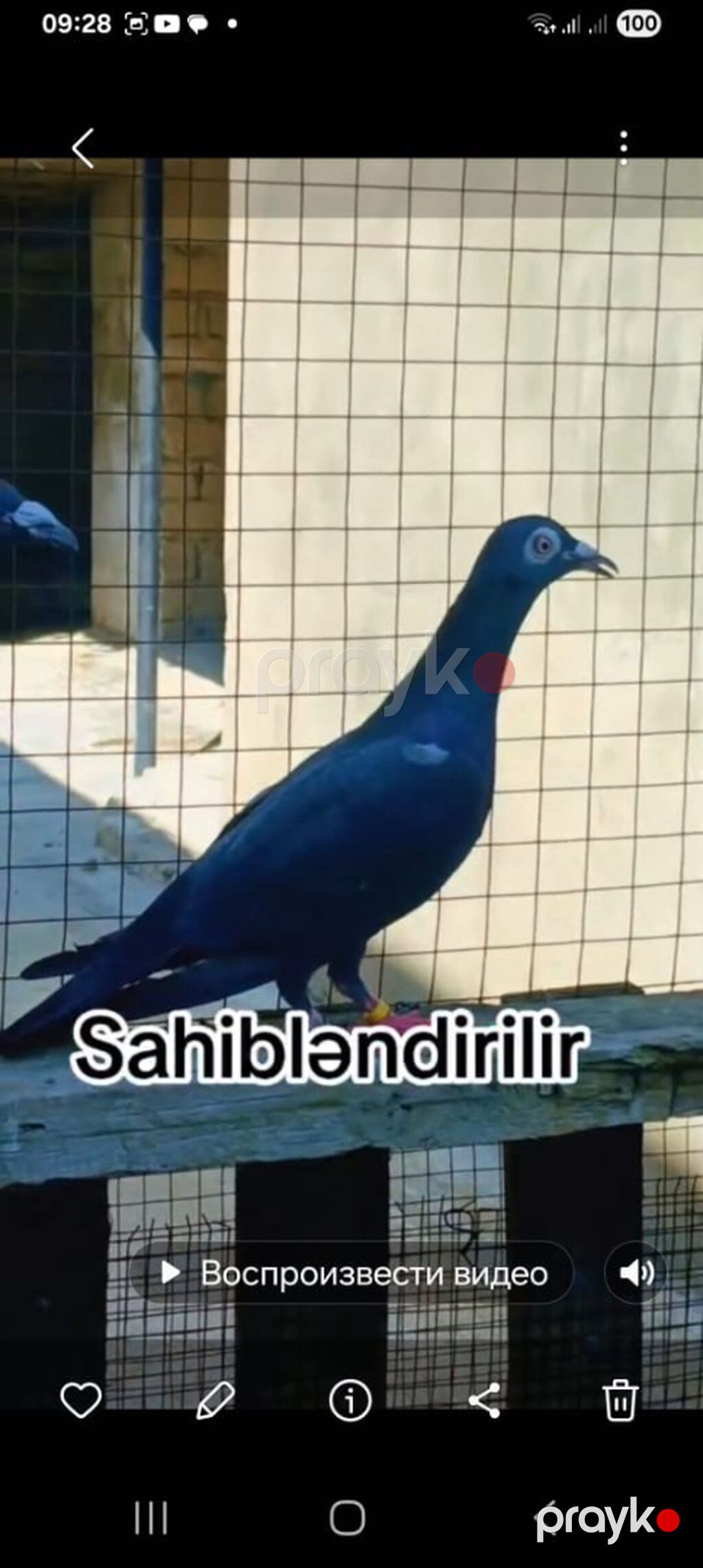 Göyərçinlər satılır Ərəb sortu – 50 AZN Uçan quşlardır — Digərləri, Bakı (2)