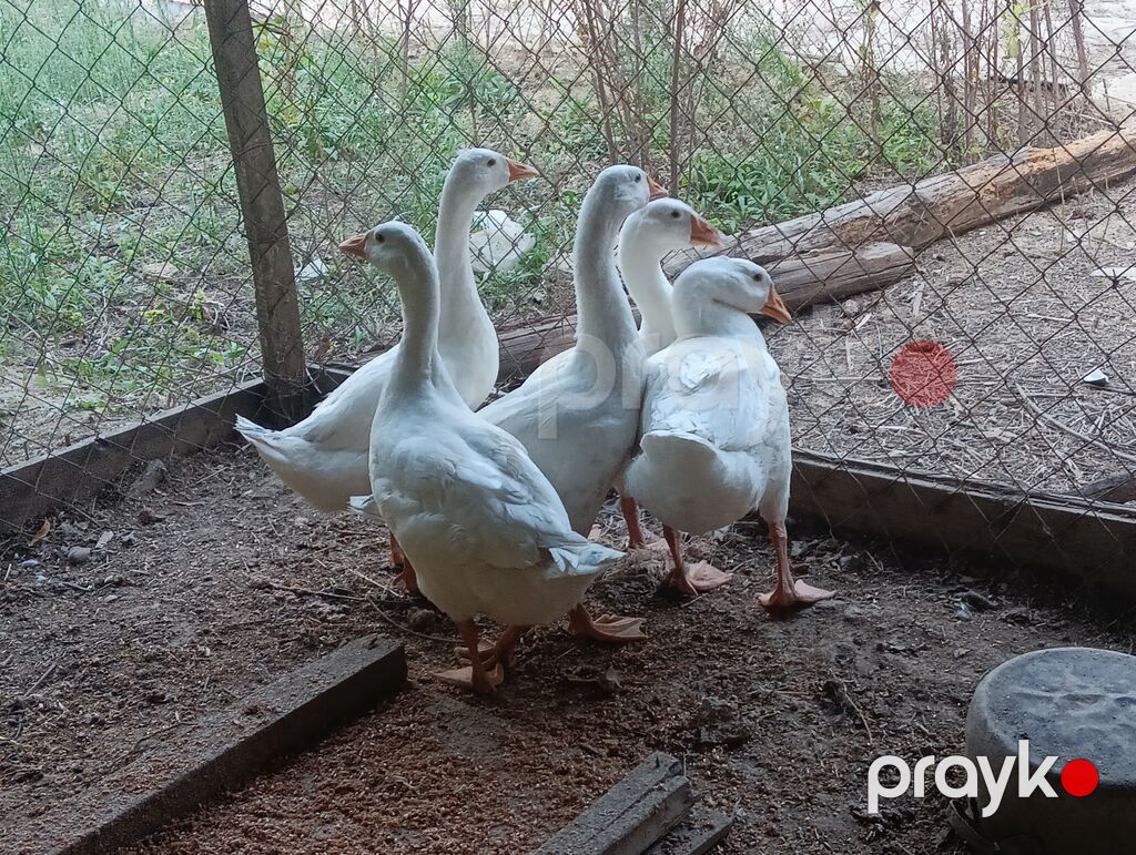 Dişi, Damazlıq, Pulsuz çatdırılma, Ödənişli çatdırılma — Digərləri, Digah (5)