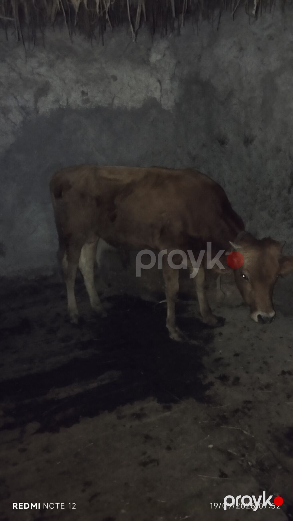 Erkek — Kənd təsərrüfatı heyvanları, Siyəzən (2)