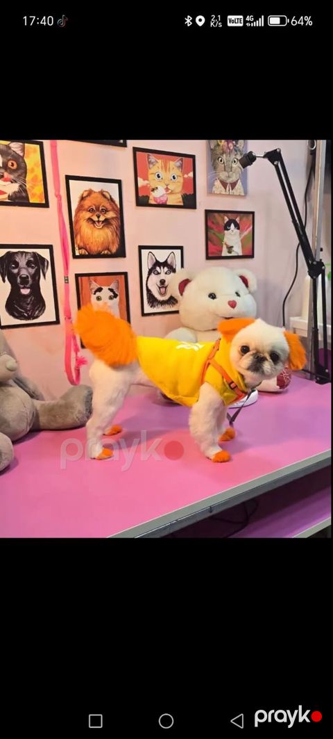 Disi pekines erkek actariilir cutlesmek ucun