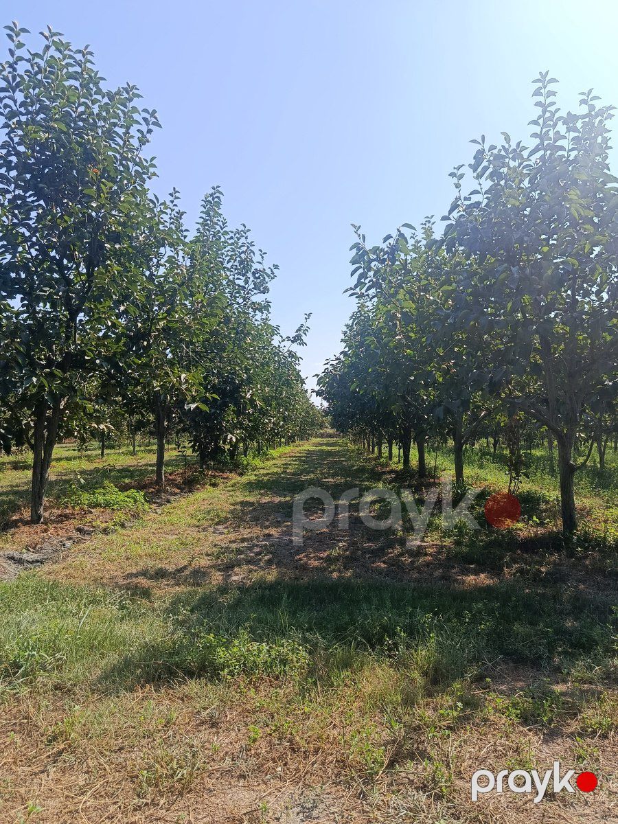 181 sot torpaq sahəsi, Göyçay r — Torpaq, Göyçay (12)