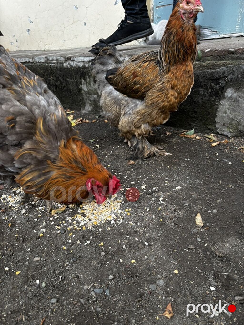 Toyuq, Brama, Damazlıq — Toyuq və xoruz, Gəncə (2)