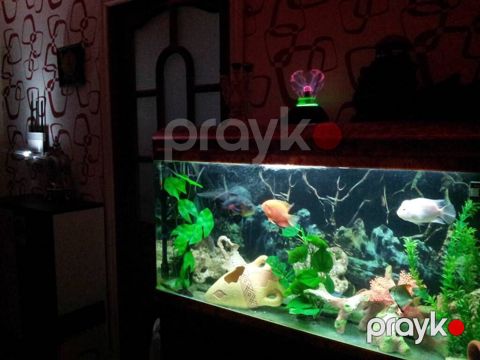 Akvarium — Bakı
