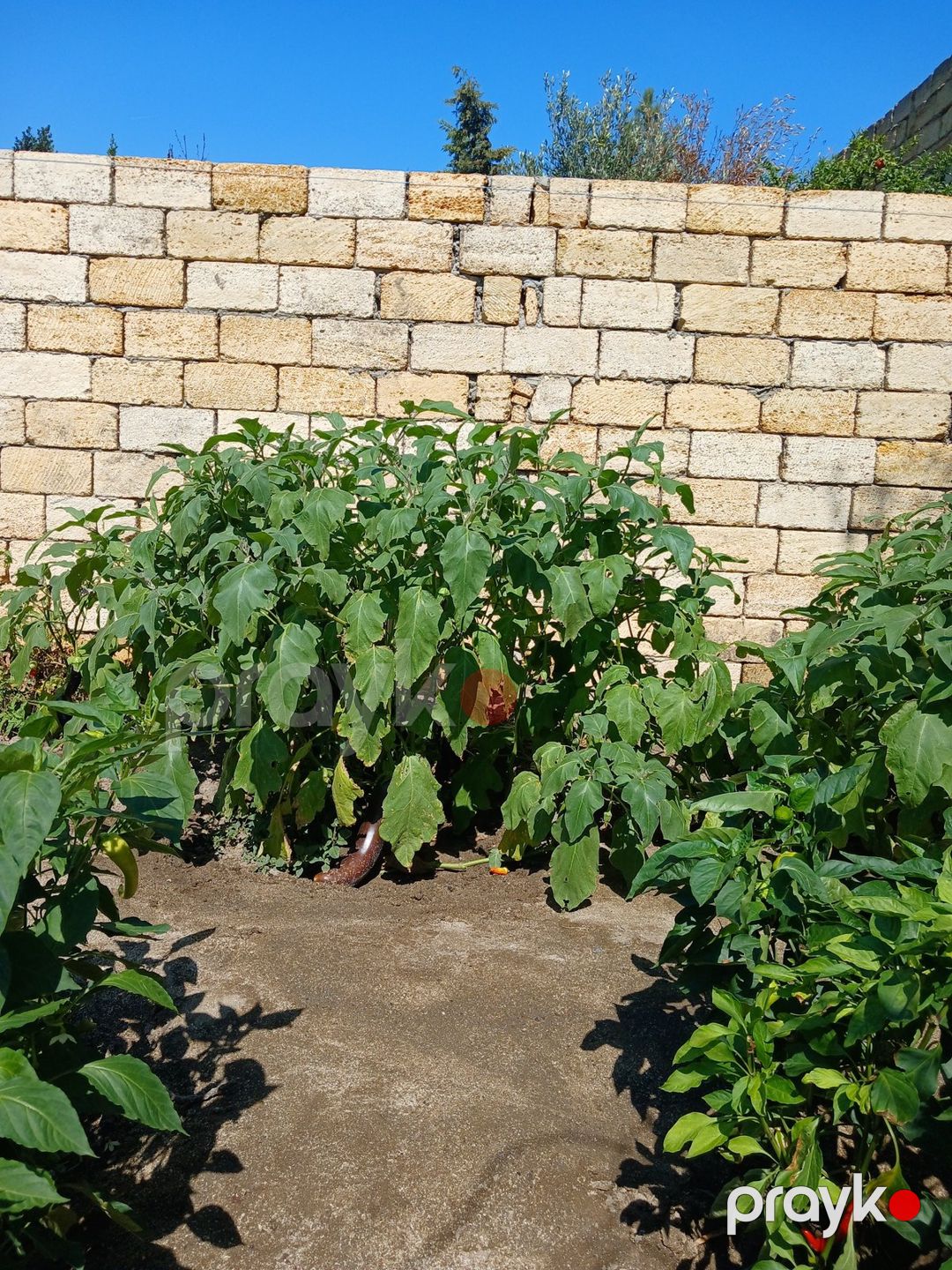 Satılır torpaq 10 sot — Torpaq, Bakı (10)
