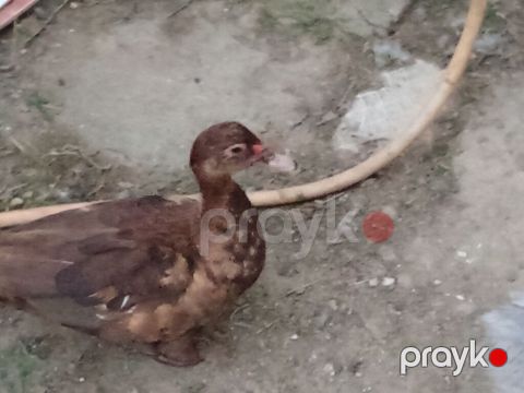 Salaam temiz cinsi qirzmi öküz dişi satlir bu qiymətə dişi tapmak — Digah