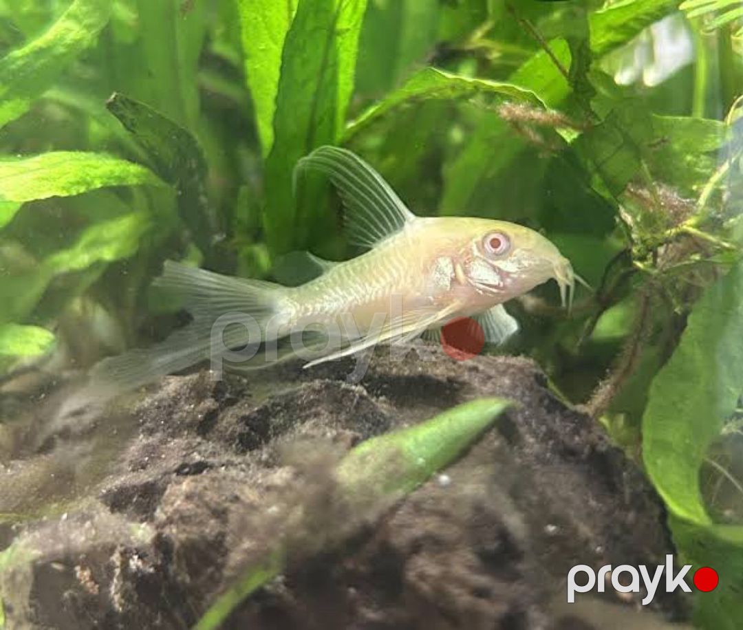 Koridoras Albino — Akvariumlar və balıqlar, Bakı (2)