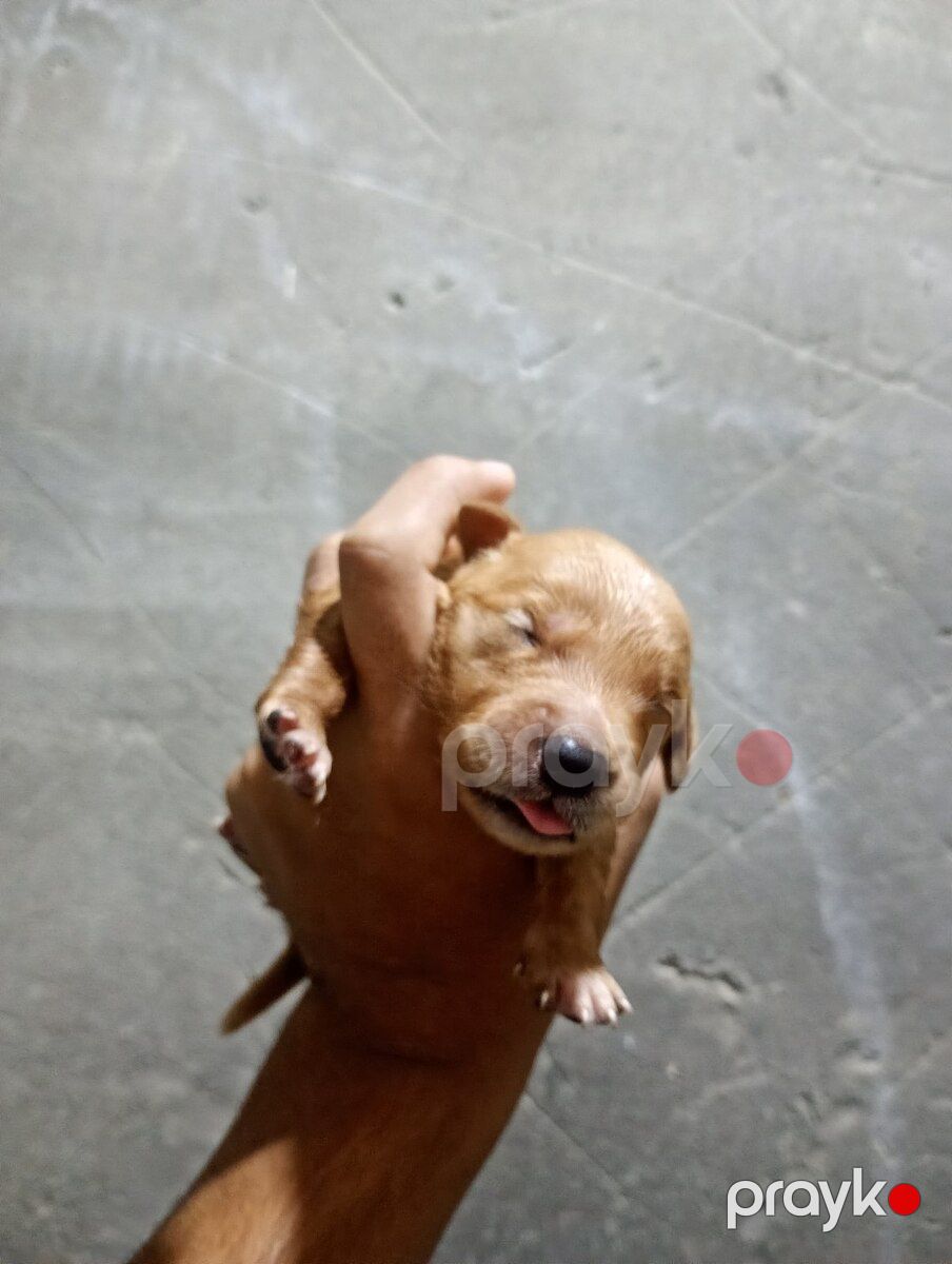 Labrador Retriver balaları — Köpəklər, Bakı (2)