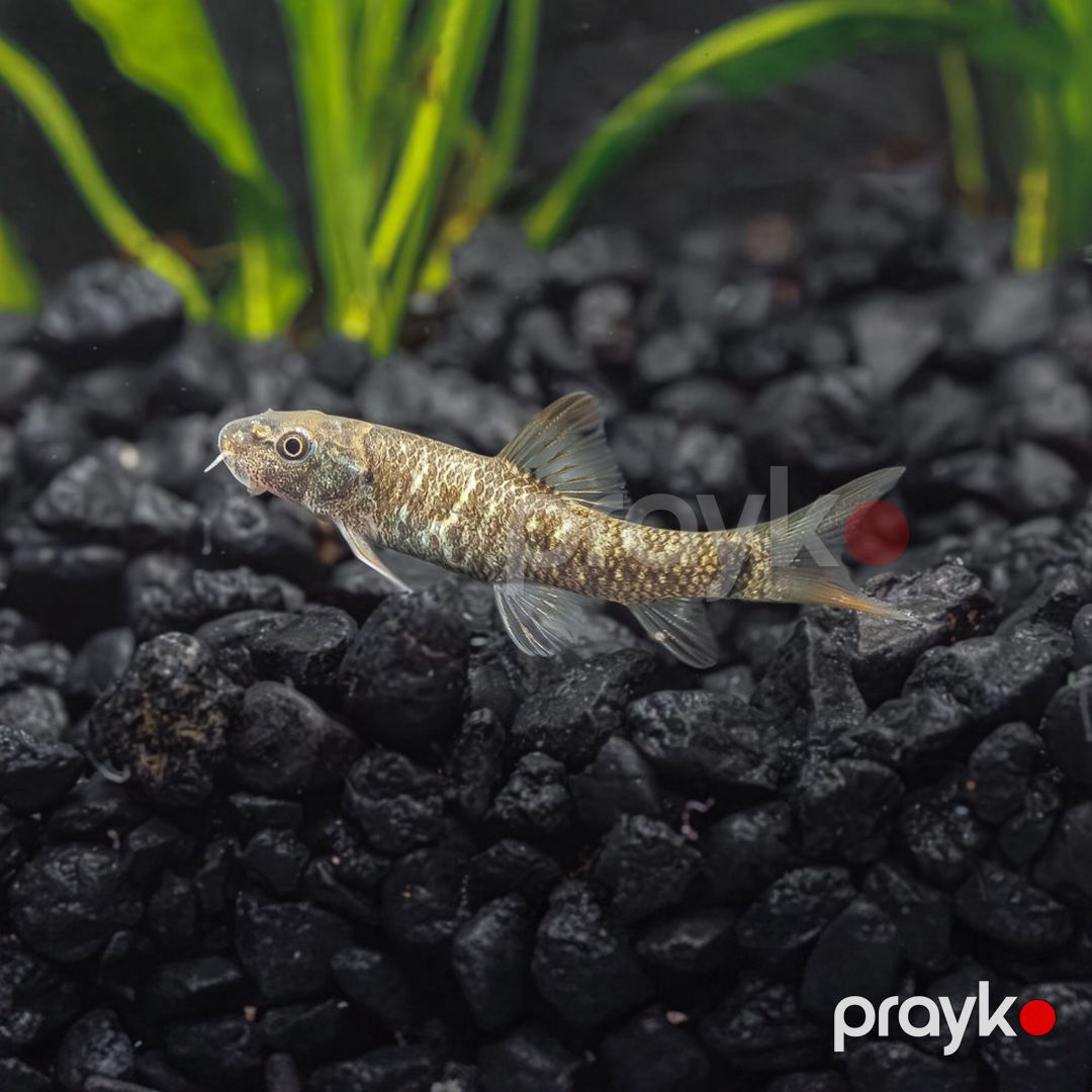 Garra Rufa (Doctor Fish) — Akvariumlar və balıqlar, Bakı (2)