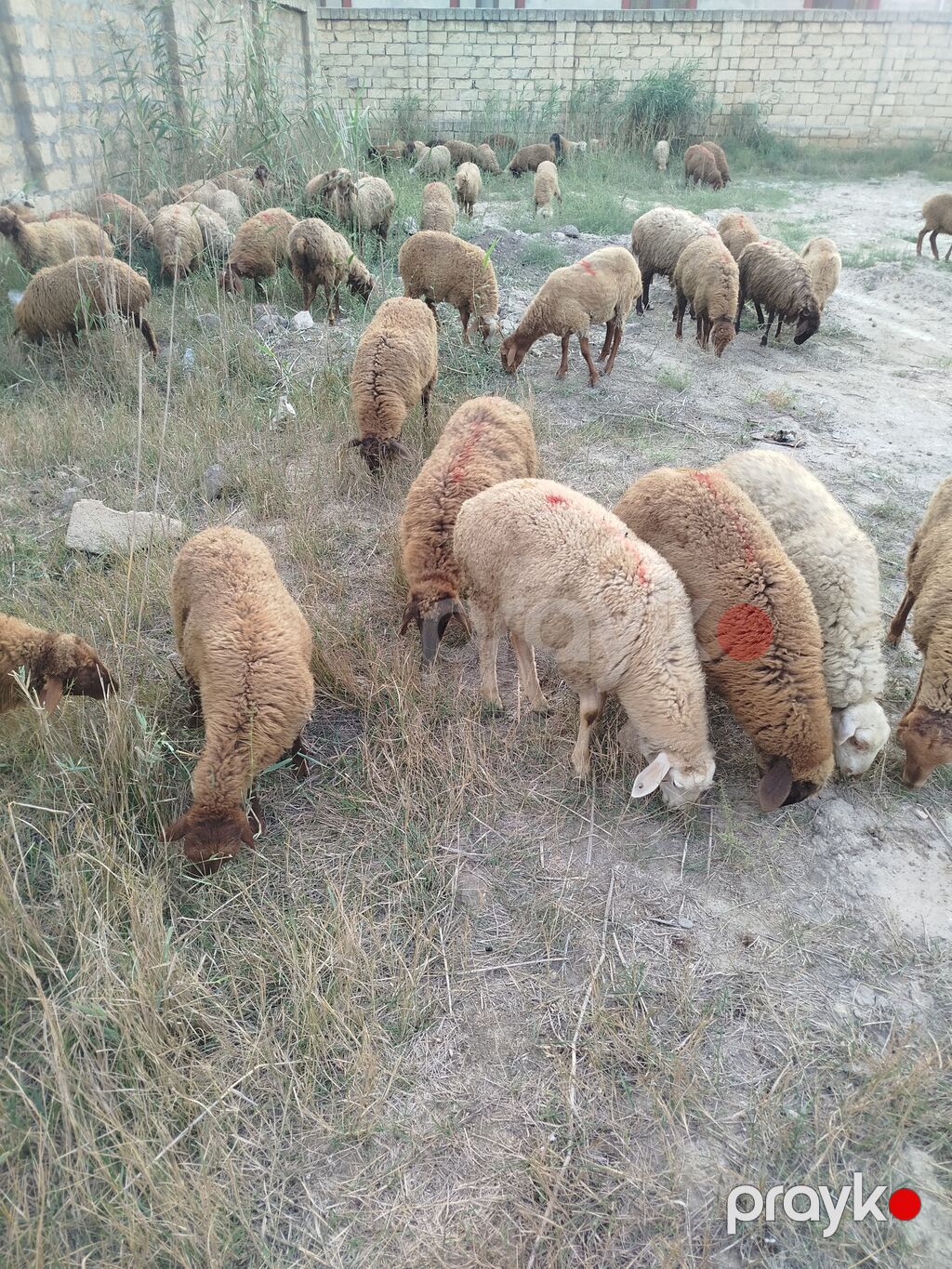 Qoyun sürüsü – ətlik və damazlıq üçün 79 quzudu biri 225 AZN qiymet — Kənd təsərrüfatı heyvanları, Digah (3)