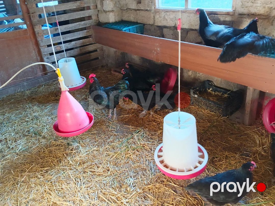 Avstralorp toyuq yumurtası — Quşlar, Bakı (2)