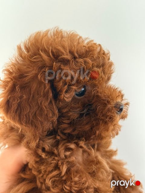 Red Brown Toy Poodle — Bakı