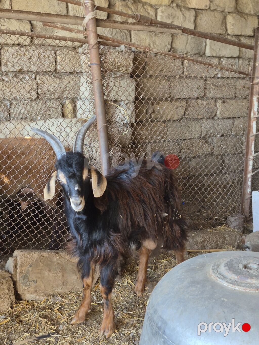 Salam saglam arpa yonca yeyen heyvandı real alıcılar zeng vursun — Kənd təsərrüfatı heyvanları, Bakı (2)