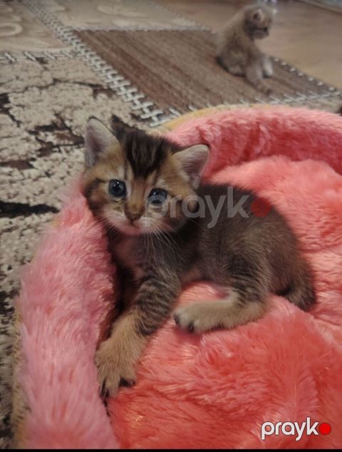 Qızıl şinşilla, Erkək, Yaxşı əllərə, Ünvandan götürmə — Digah
