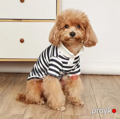 İtlər və pişiklər üçün Polo köynək — Bakı