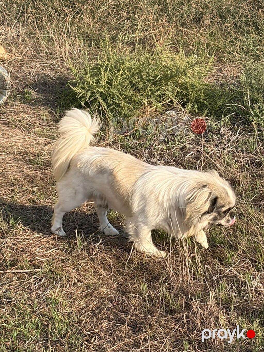 Pekines, 1 il, Erkək, Peyvəndli — Köpəklər, Mehdiabad (2)