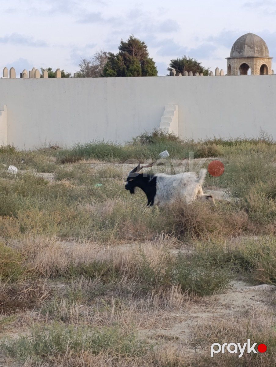 Keçilər — Kənd təsərrüfatı heyvanları, Sumqayıt (2)