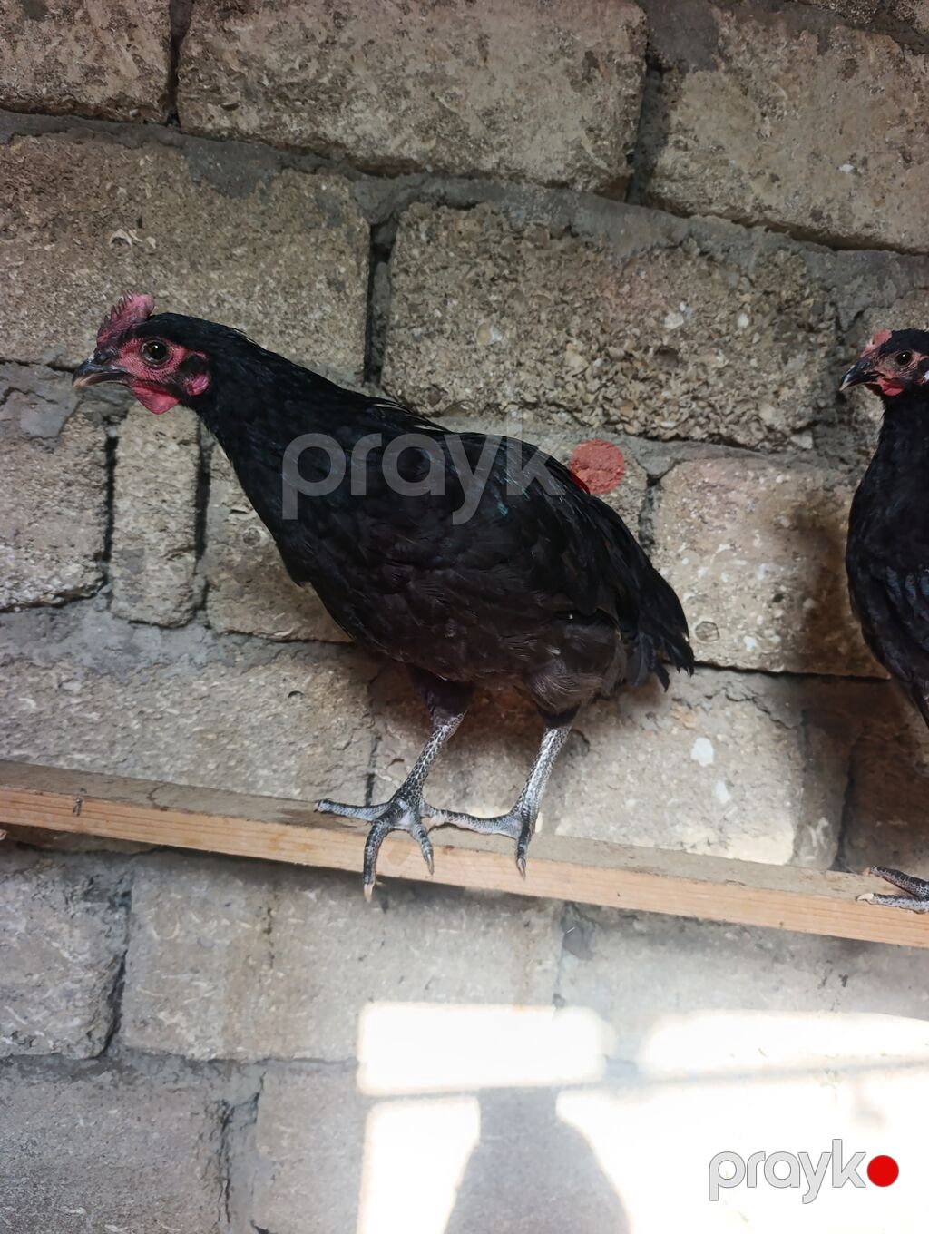 Toyuq, Damazlıq — Toyuq və xoruz, Digah (2)