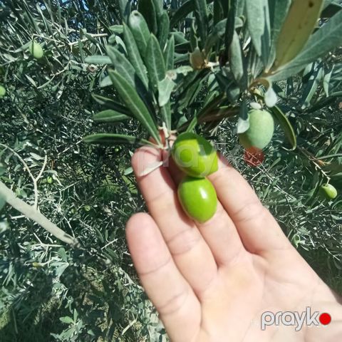 Məhsul: Yaşıl zeytun Təsvir: -iri dənəli yaşıl zeytunlar. - Sərt və — Digah