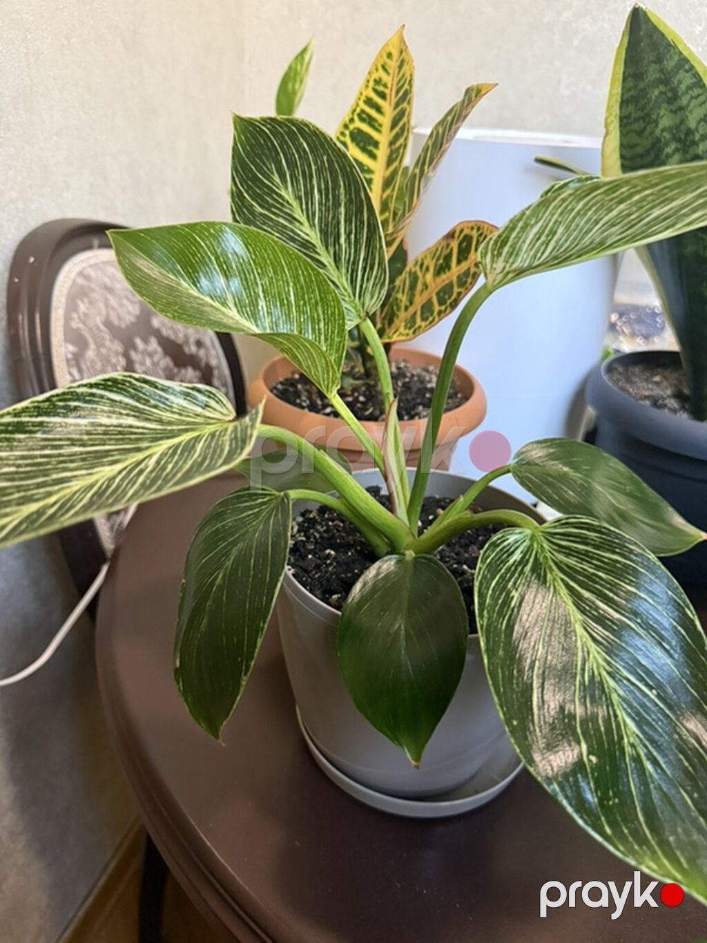Philodendron Birkin - Növ: Aroid ailəsi, Philodendron “Birkin” — Qapı bitkələri, Bakı (2)