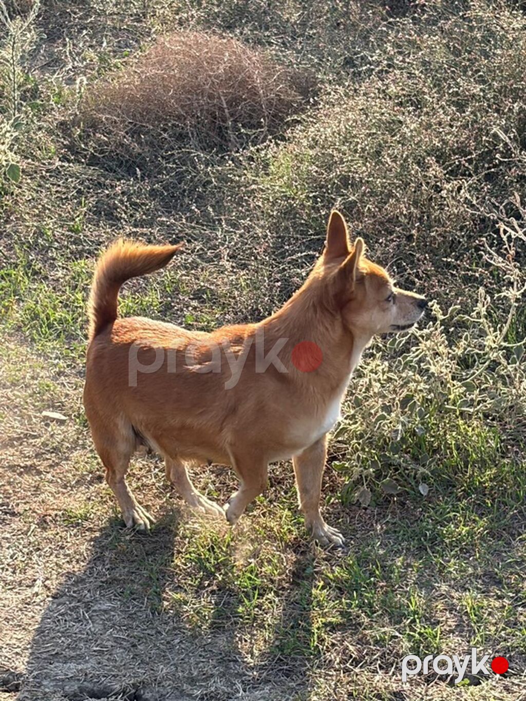 1 il, Dişi, Peyvəndli, Rayonlara çatdırılma — Köpəklər, Mehdiabad (4)
