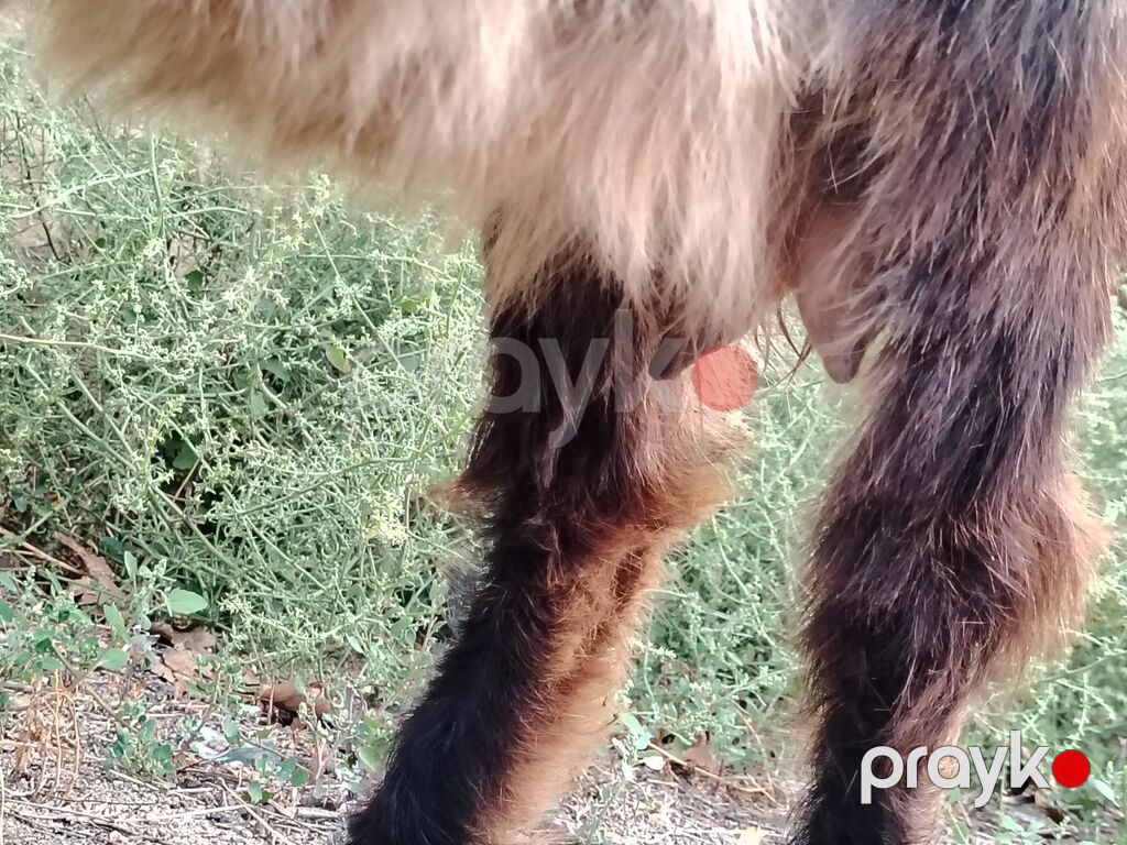 Sona can oxu reyal alıcı Satılır 7 heyvandı 4 ana 3 bala biri ekiz — Kənd təsərrüfatı heyvanları, Novxanı (6)