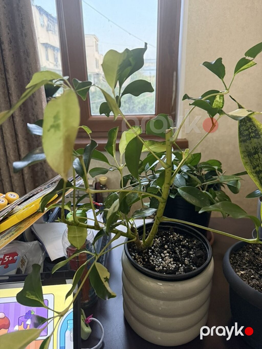 Variegatlı Schefflera (Umbrella Plant) – otaq bitkisi - Nadir — Qapı bitkələri, Bakı (2)