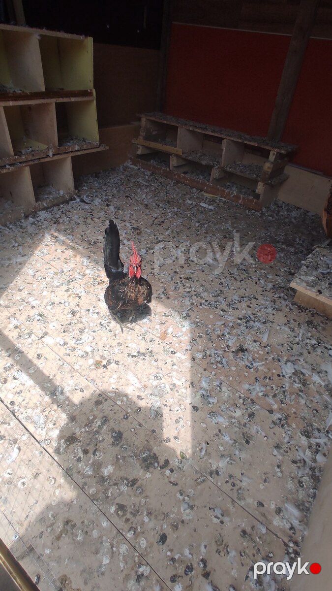 Xoruzlar — Quşlar, Bakı (4)