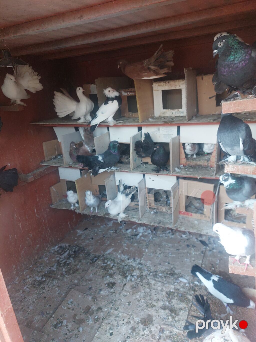 5 azn — Göyərçin, Göytəpə (4)