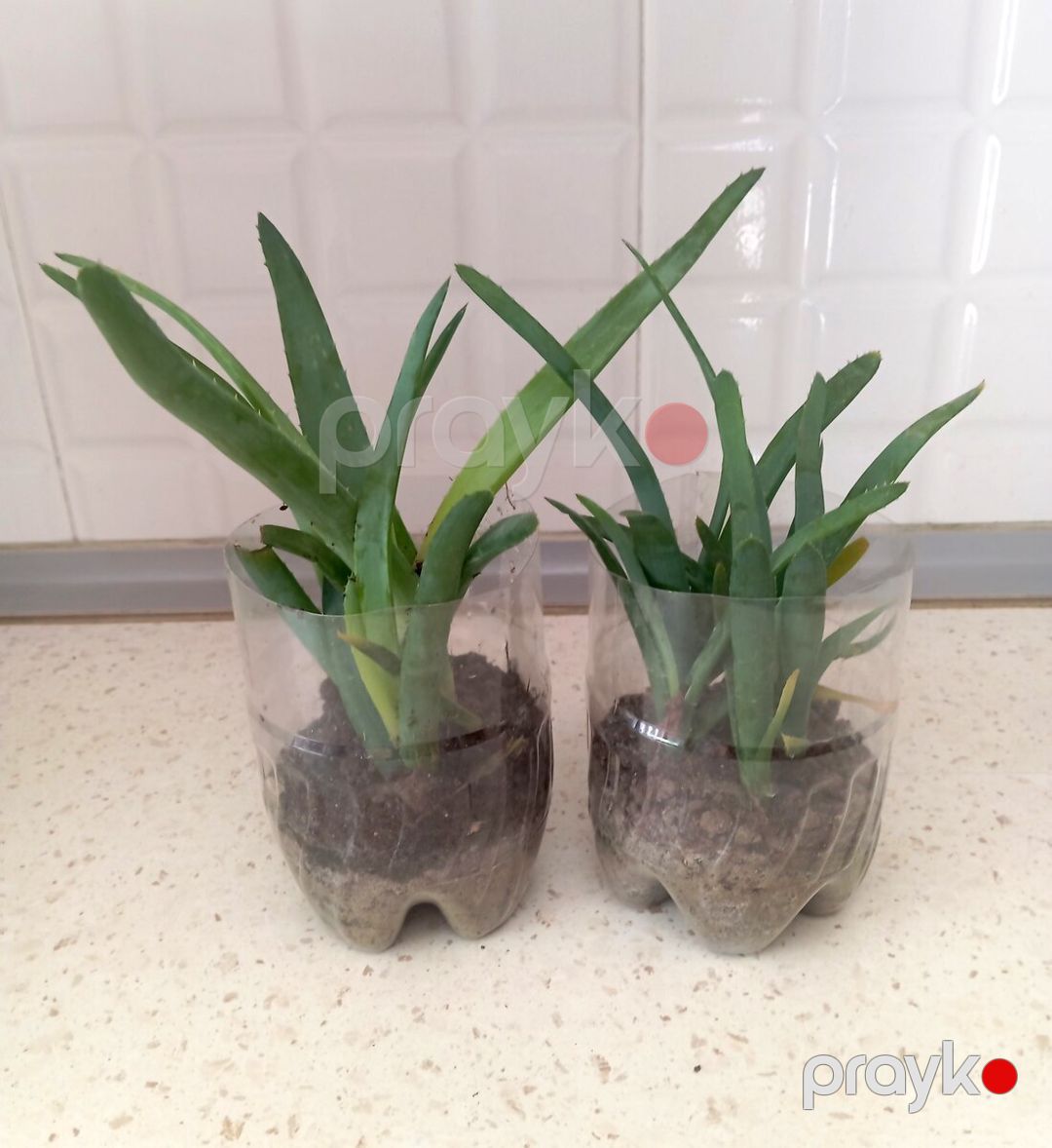 Aloe vera — Bitkilər, Bakı (2)