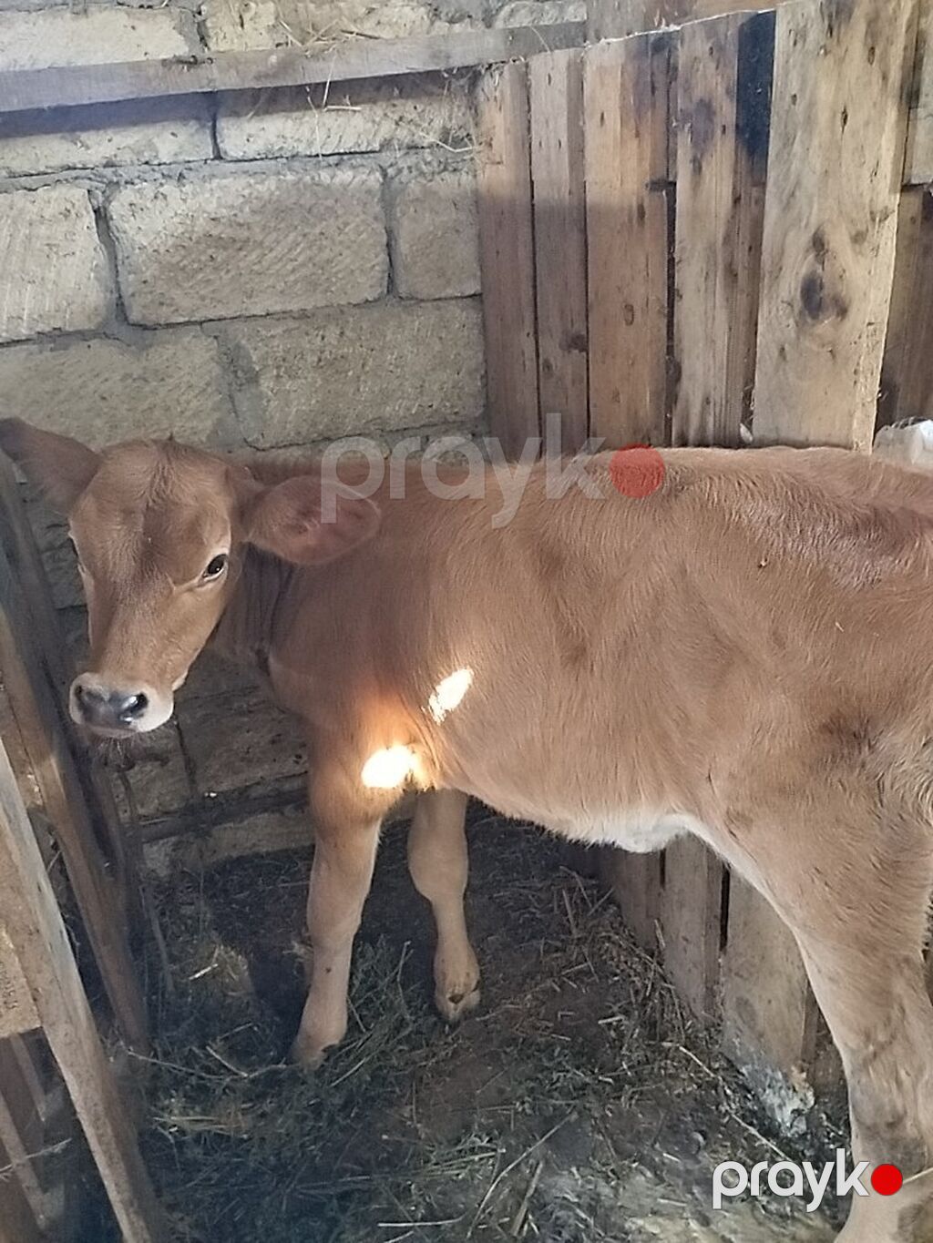 Salam aleykum qapısına sakit sağlam heyvan istəyən buyurub gelsin — Kənd təsərrüfatı heyvanları, Sumqayıt (2)