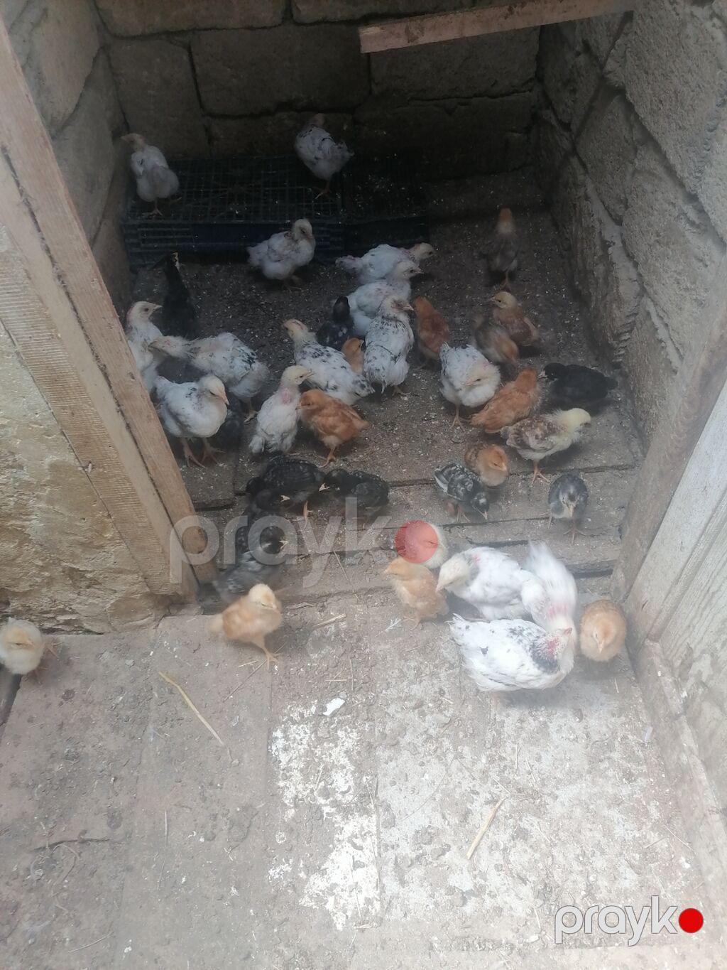 Toyuq cücələri, Damazlıq — Toyuq və xoruz, Novxanı (4)