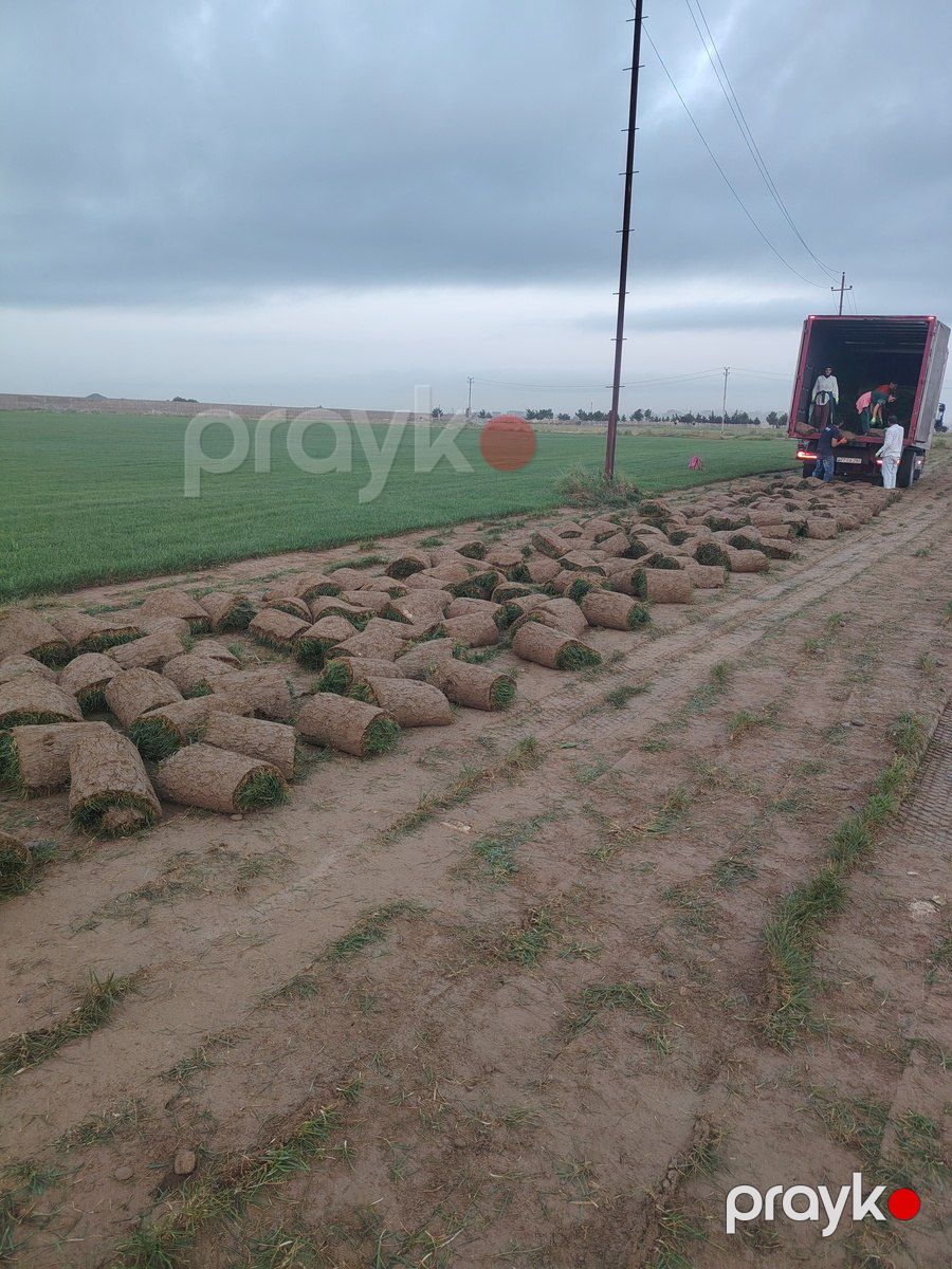 Qazon — Bitkilər, Bakı (7)