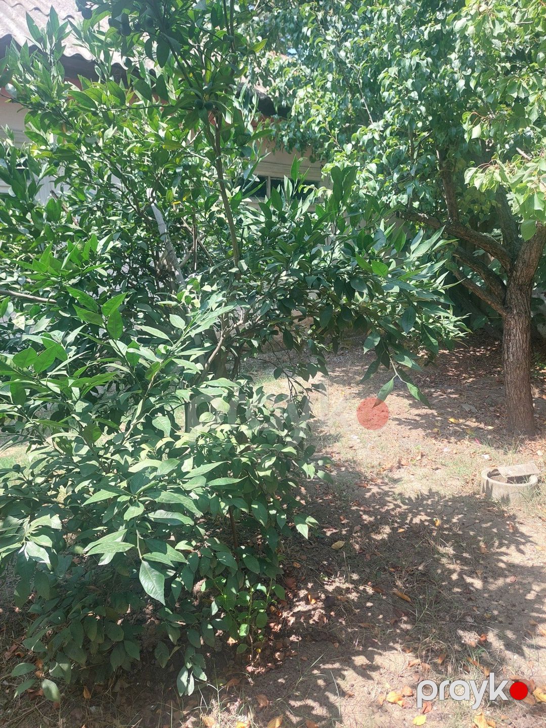 4 sot torpaq sahəsi, Masallı r — Torpaq, Masallı (7)