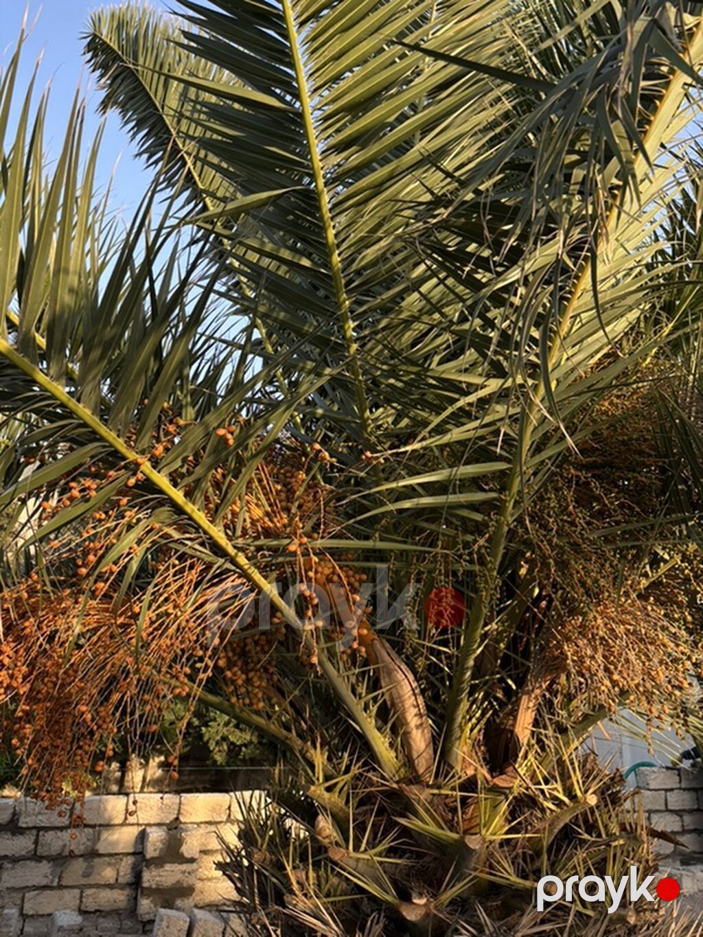 Xurma (xurma xurması) palm ağacı. Phoenix dactylifera (xurma palmı) — Ağaclar və fidan, Digah (3)