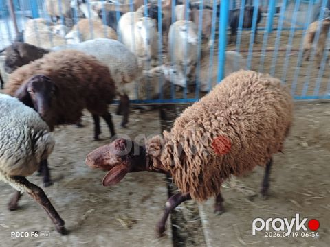 Quzular — Bakı