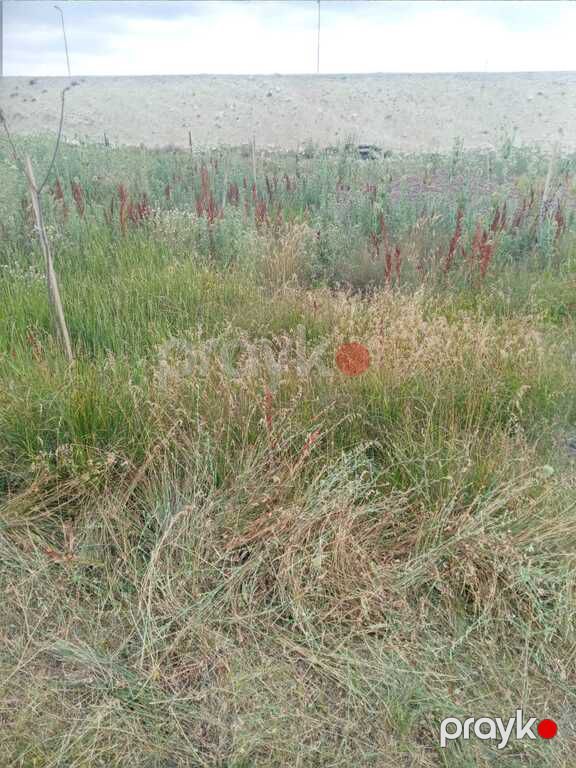 Satılır torpaq 12 sot — Torpaq, Şamaxı (6)