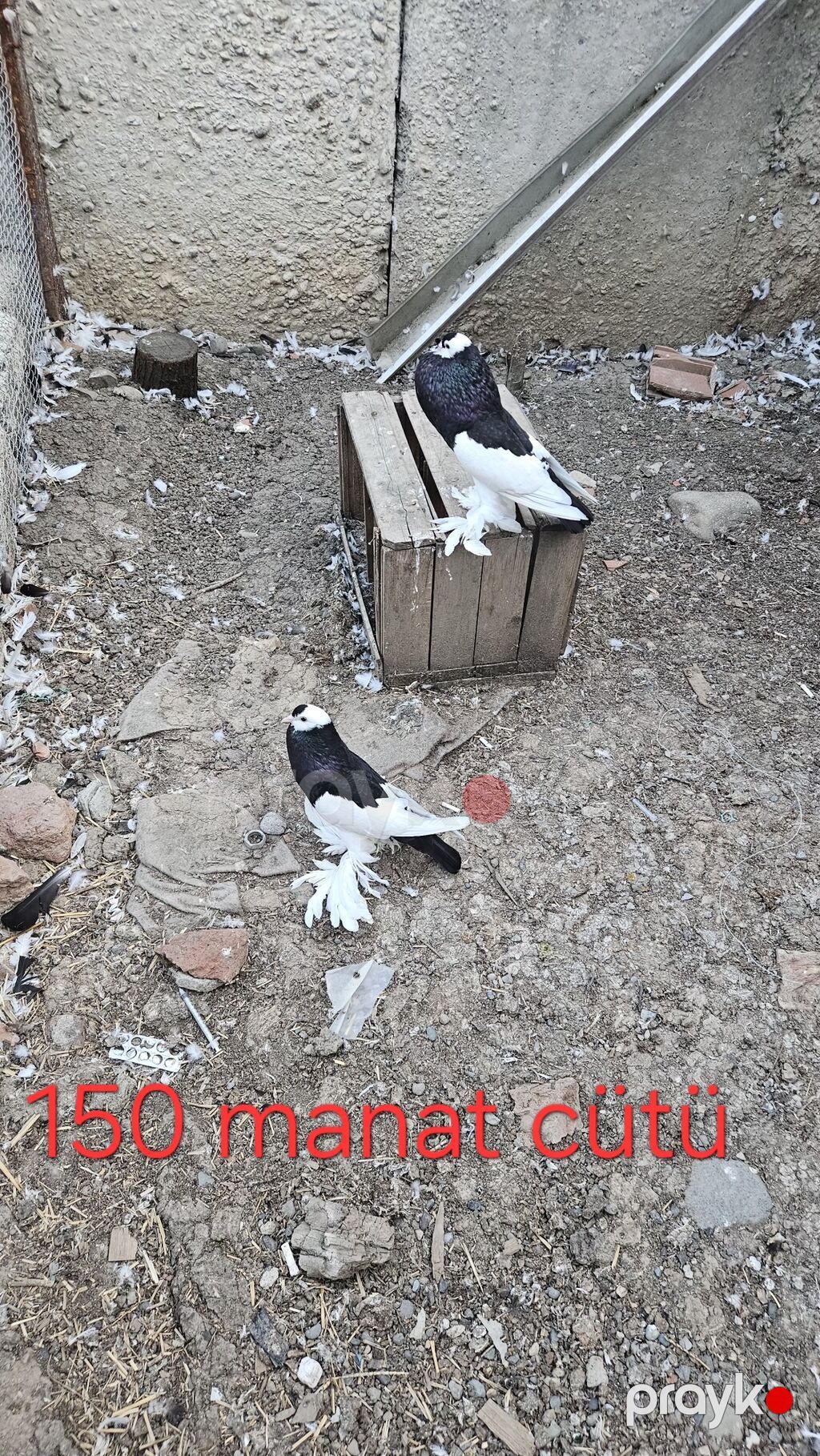 Göyərçinlər — Göyərçin, Göytəpə (4)