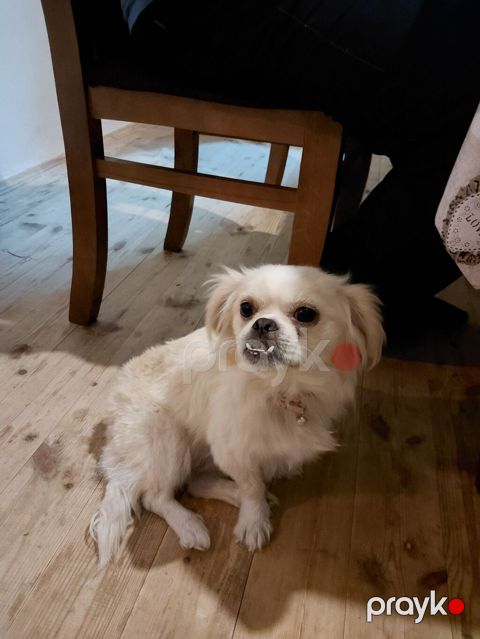 Pekines — Şəmkir