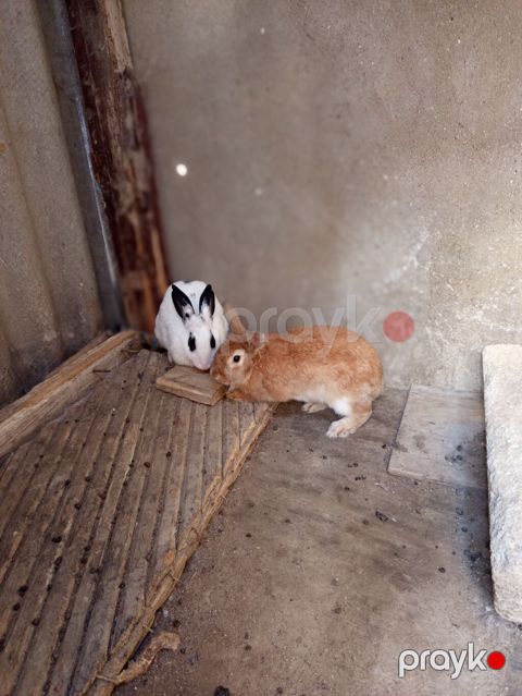 Salam ikidənə yekə dovşan satılır ikisidə dişidi heçbir xəstəlikləri — Qobu