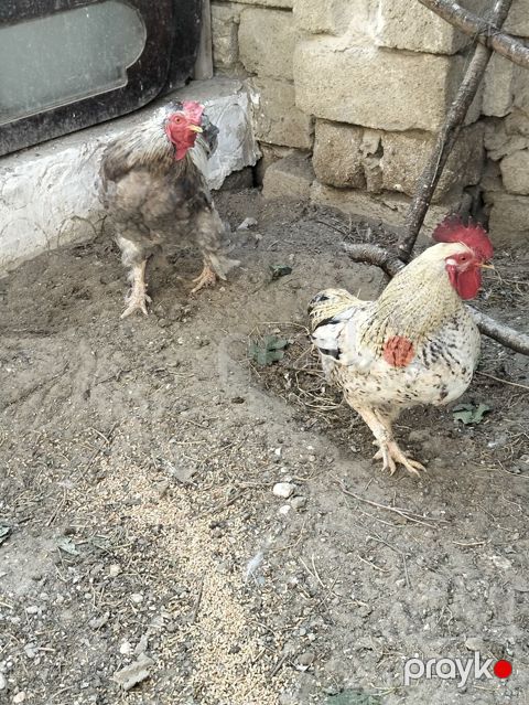 Xoruz, Brama, il: 1, Ünvandan götürmə — Digah