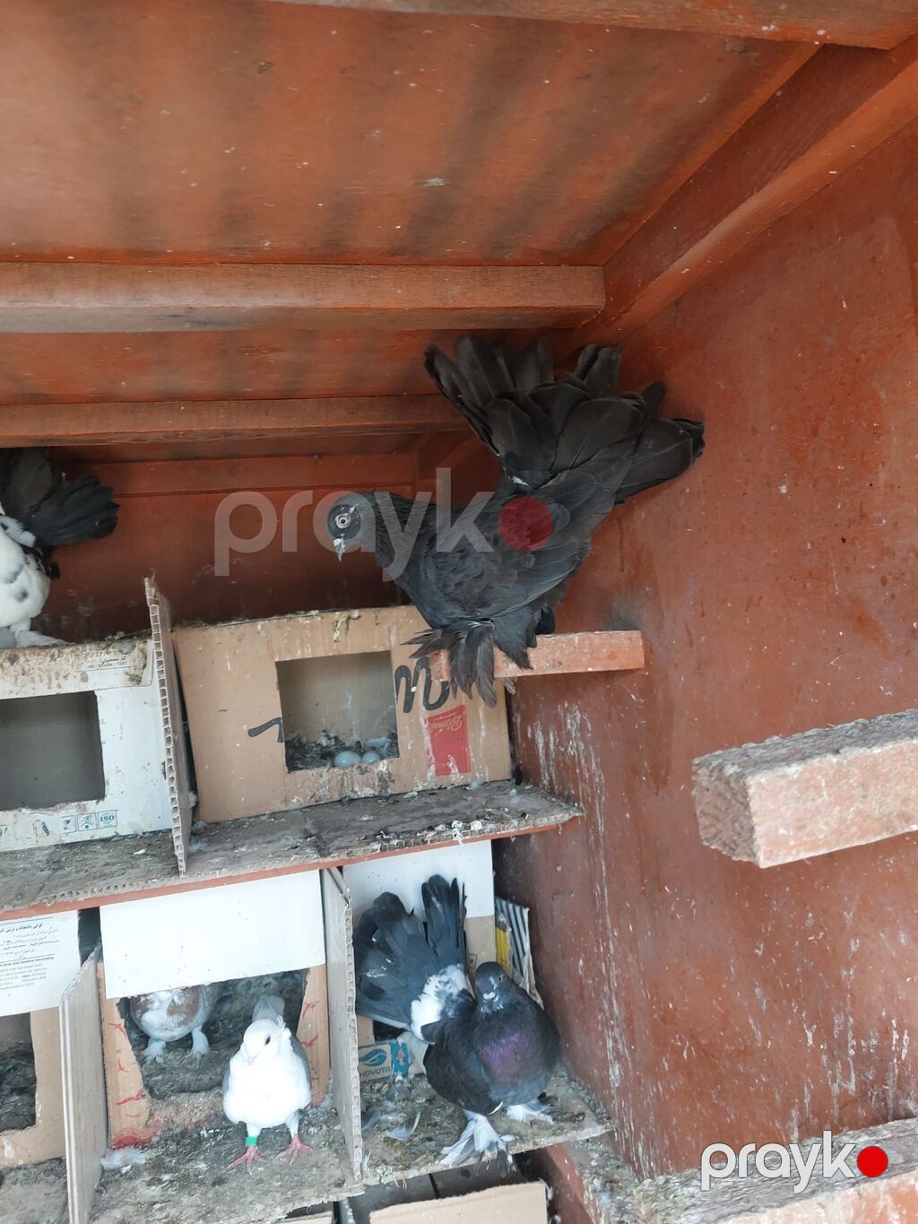 5 azn — Göyərçin, Göytəpə (2)