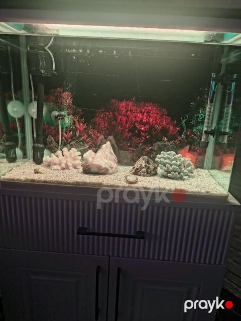 Akvarium — Bakı