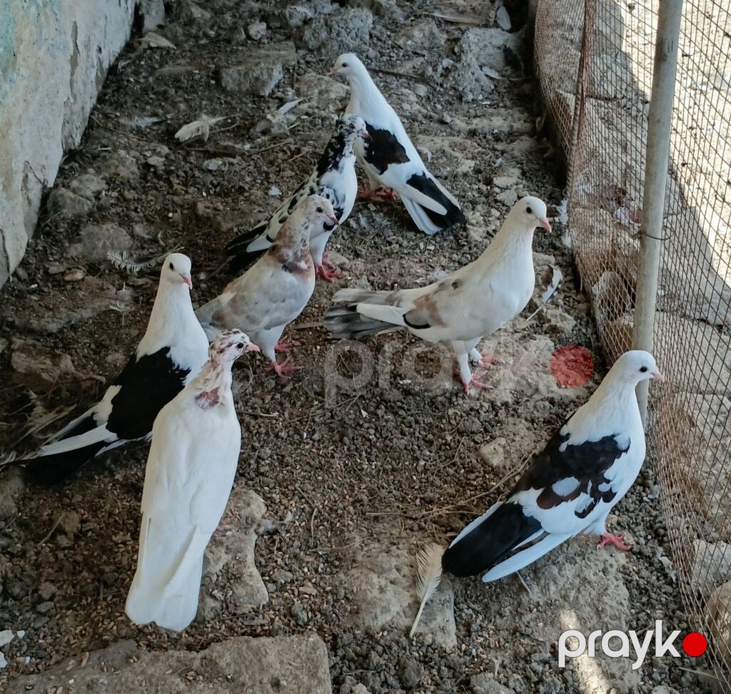 7 ədəd uçan göyercinlər satılır son qiymeti 40m — Göyərçin, Pirəkəşkül (2)