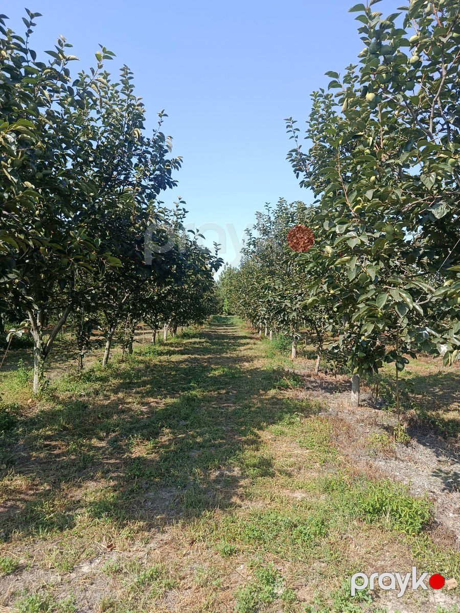 181 sot torpaq sahəsi, Göyçay r — Torpaq, Göyçay (5)