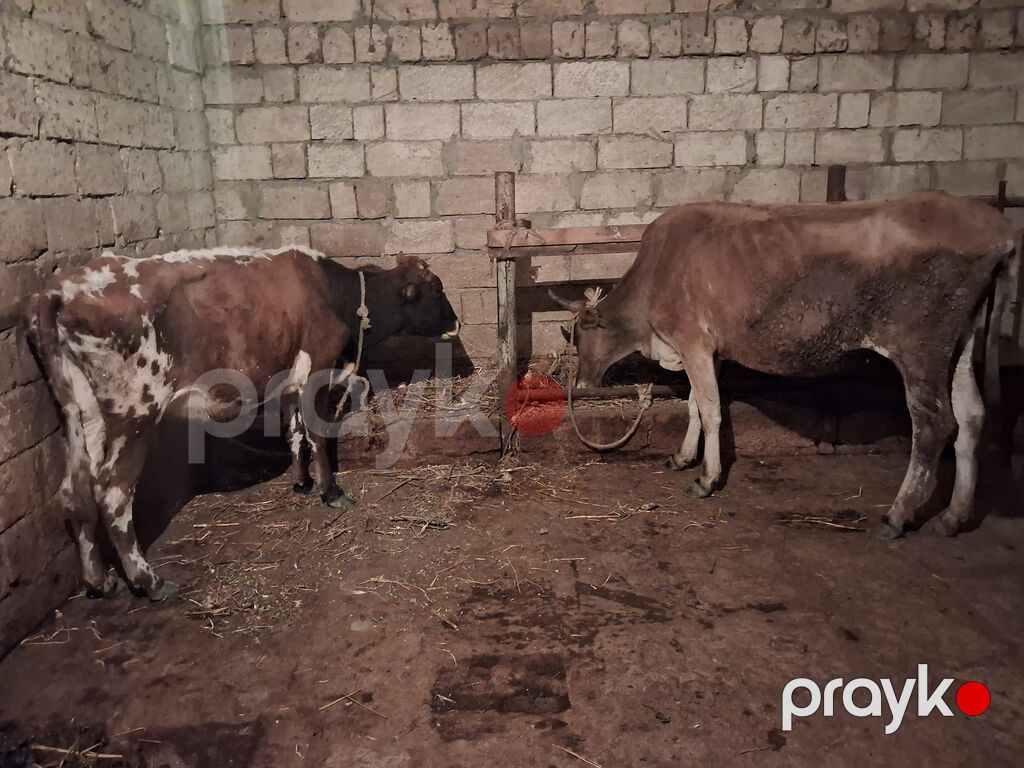2 dene Heyvandi qirmizi ala Bogazdi 3 cu qarin 2 aylig Sari inekde — Kənd təsərrüfatı heyvanları, Xırdalan (4)
